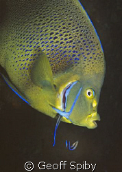 a semicircle angelfish with a couple of cleaner wrasse by Geoff Spiby 